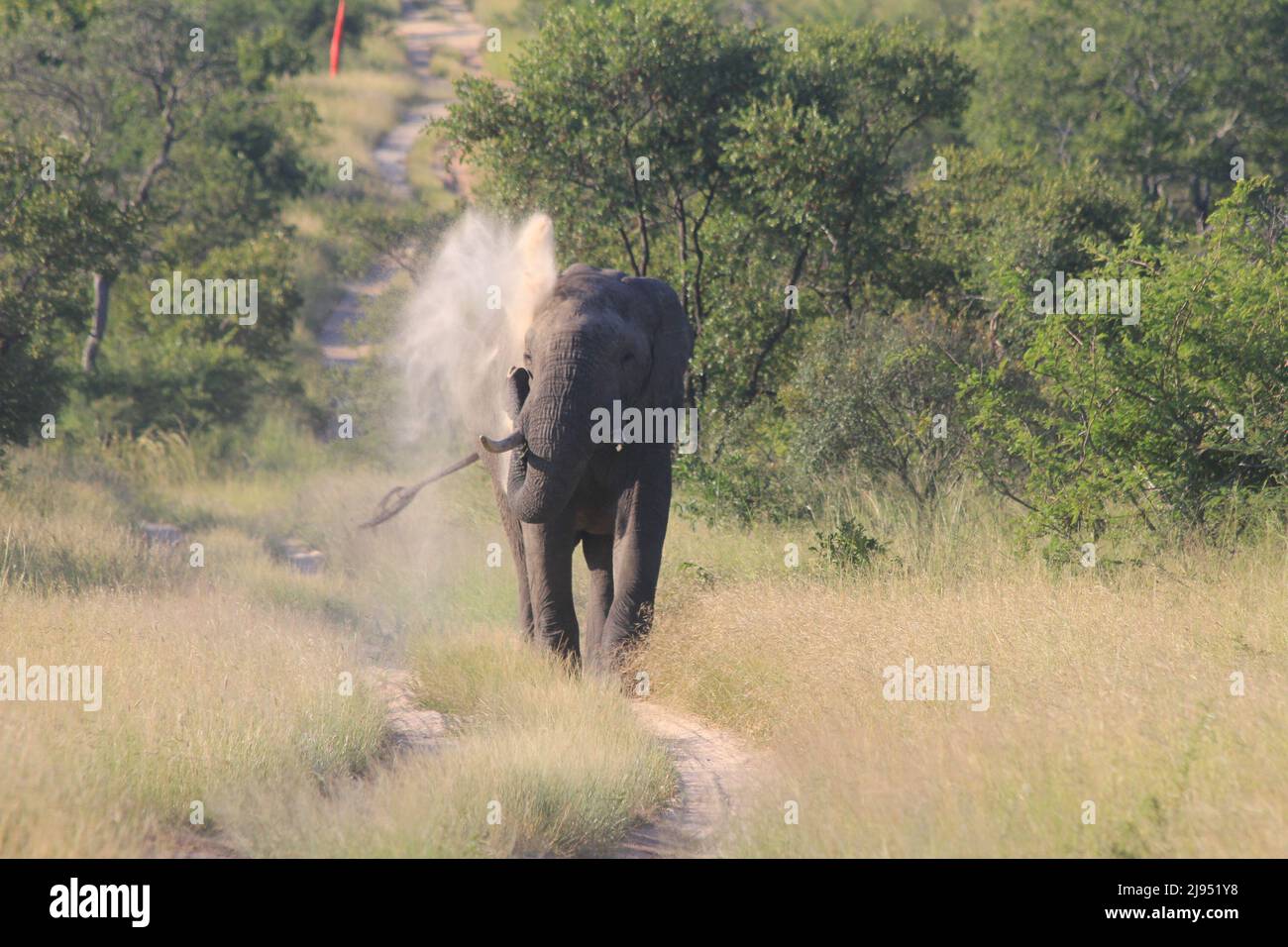 Un éléphant sur une route de terre jetant du sable/de la poussière sur lui-même Banque D'Images