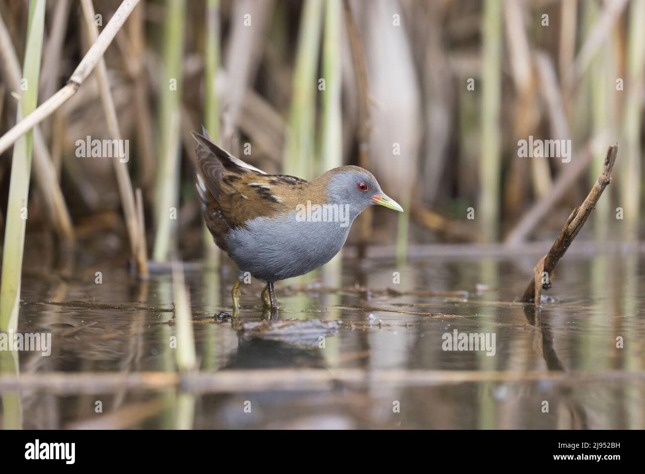 Petit crake (Zapornia parva) adulte mâle debout au bord du lit reedbed, Hortobagy, Hongrie, avril Banque D'Images