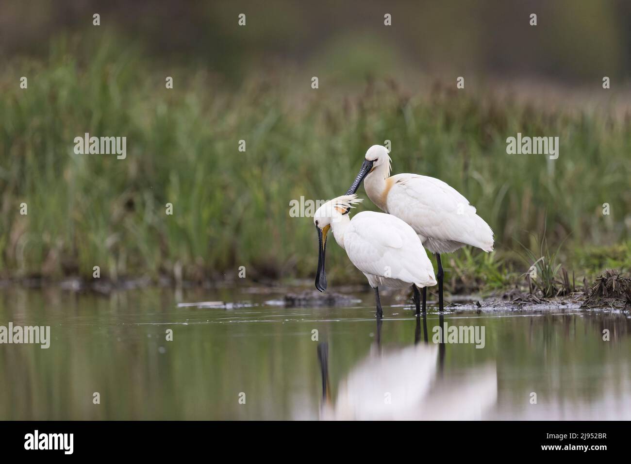 Spoonbill eurasien (Platalea leucorodia) 2 adultes debout dans l'eau, l'un étant préned par l'autre, Hortobagy, Hongrie, avril Banque D'Images