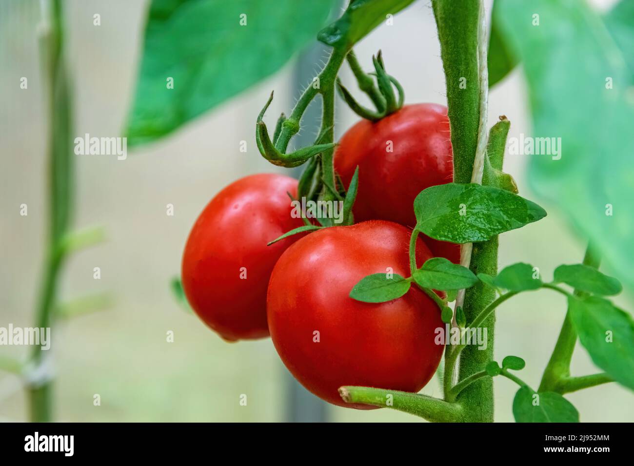 Récolte à l'automne. Cultivé en tomates cerises de serre. Banque D'Images