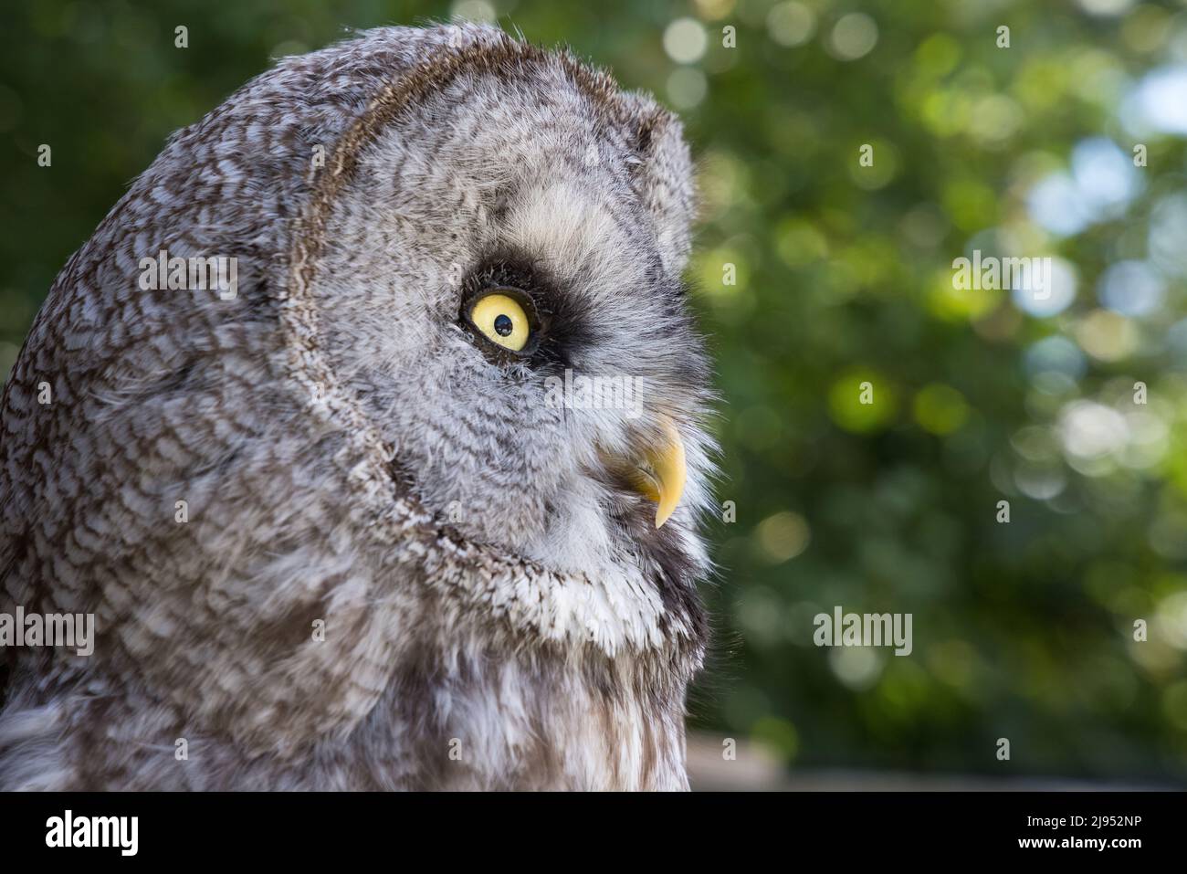 A Great Grey Owl, Pitcombe Rock Falconry, Somerset, Angleterre, Royaume-Uni Banque D'Images