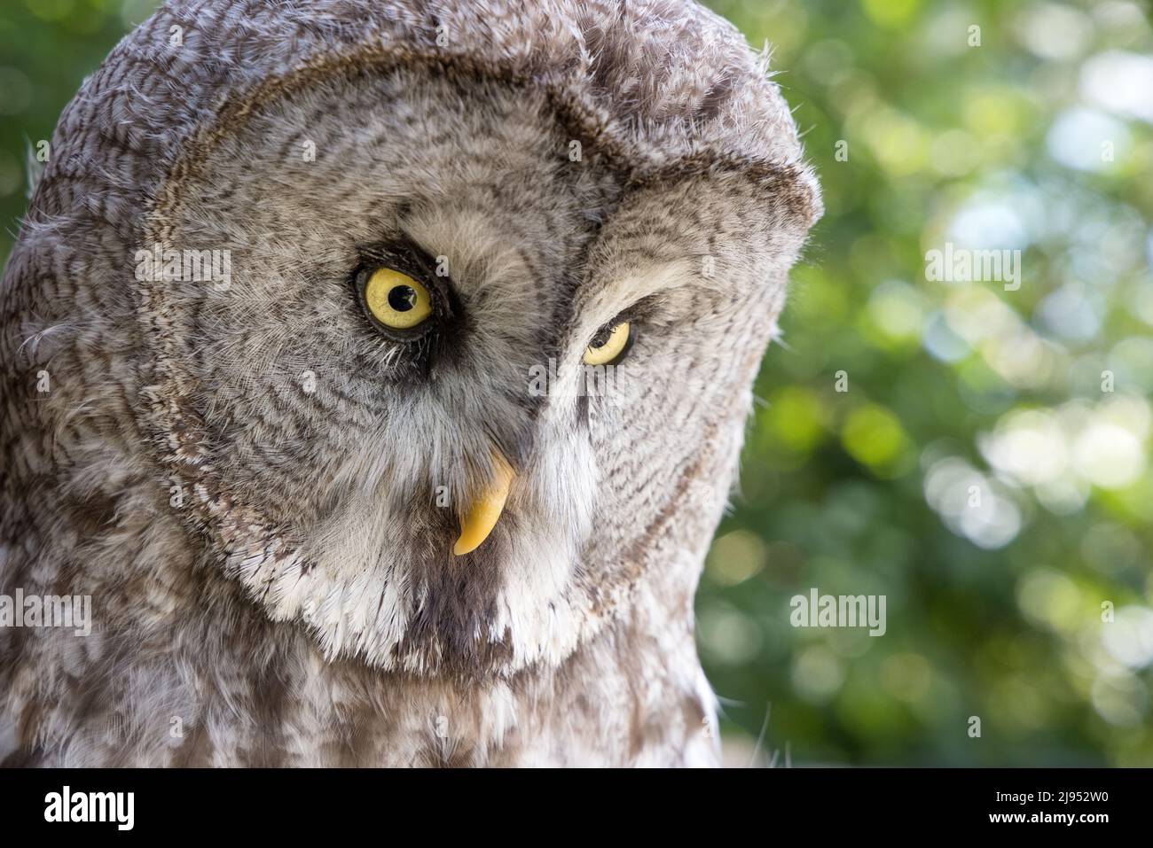 A Great Grey Owl, Pitcombe Rock Falconry, Somerset, Angleterre, Royaume-Uni Banque D'Images