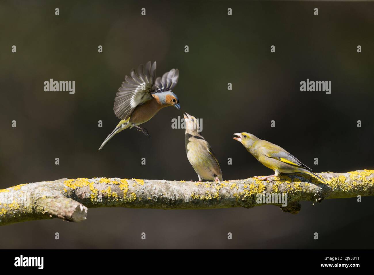 Groenfinch européen (Carduelis chloris) paire adulte perchée sur la branche, femelle luttant avec le chaffinch commun (Fringilla coelebs) adulte mâle volant, Suf Banque D'Images