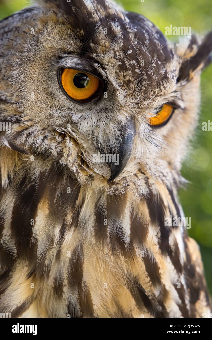 An Eagle Owl, Pitcombe Rock Falconry, Somerset, Angleterre, Royaume-Uni Banque D'Images