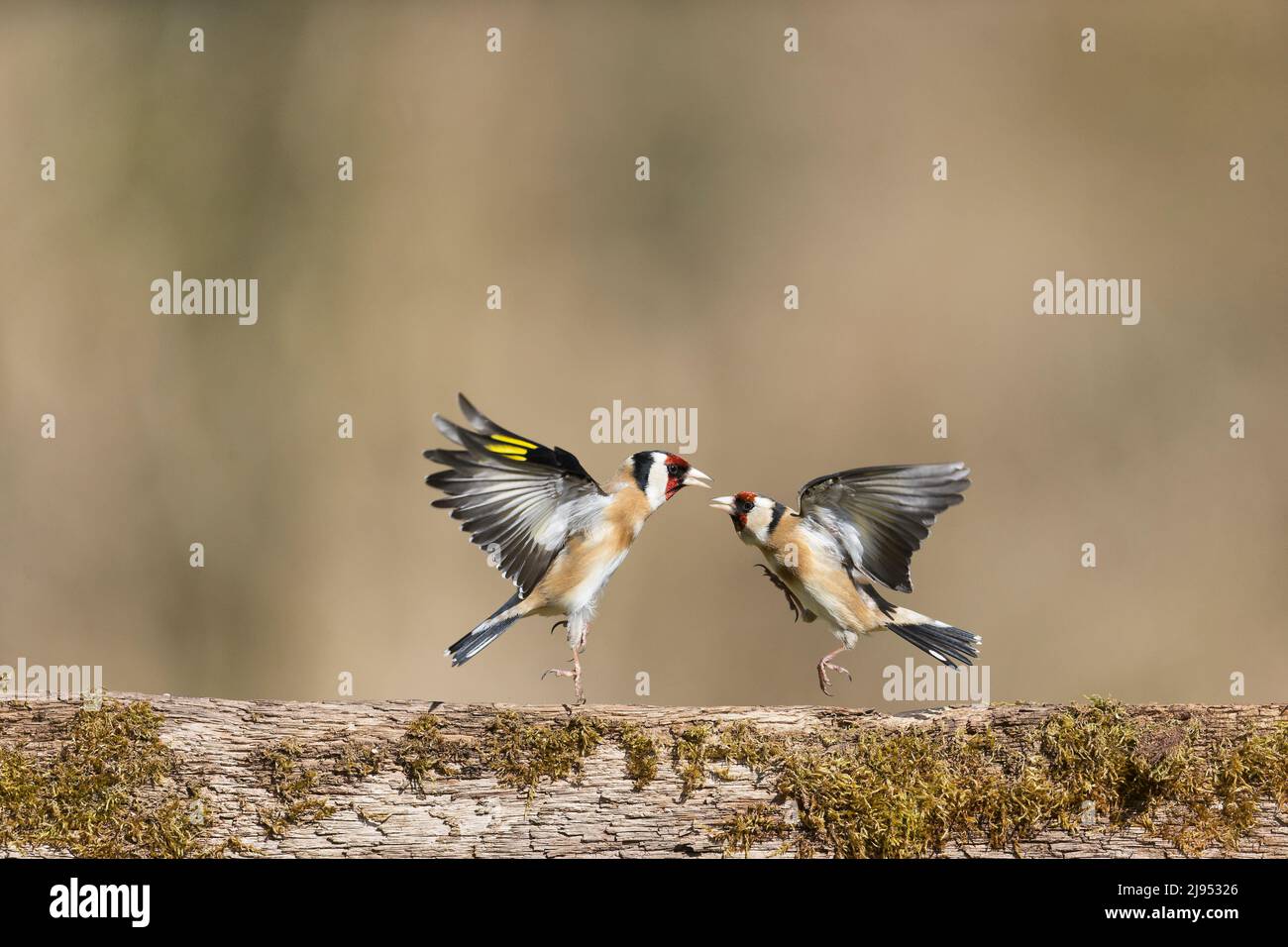 European Goldfinch (Carduelis carduelis) 2 adultes combattant, Suffolk, Angleterre, avril Banque D'Images