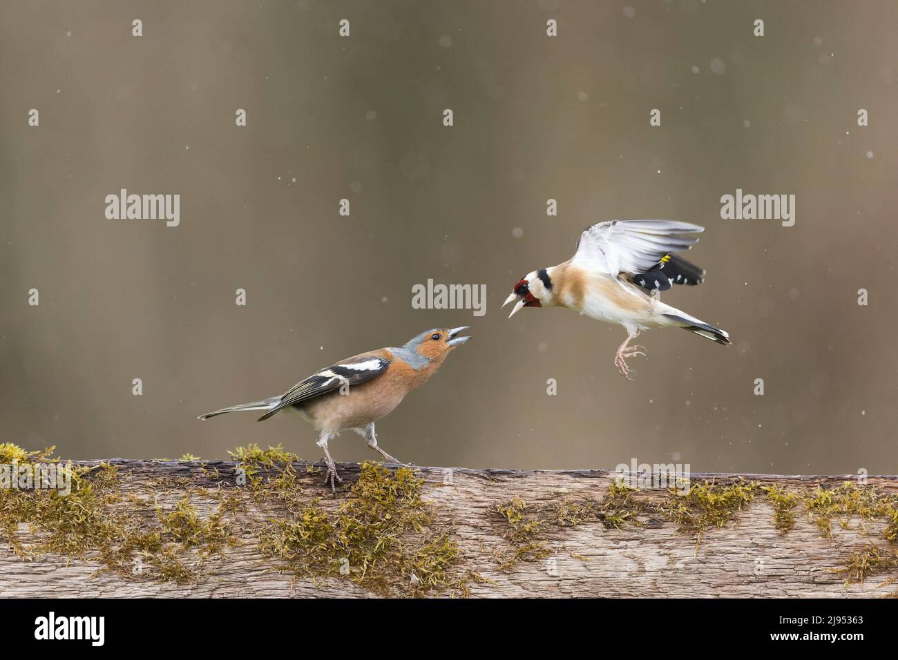Chaffinch (Fringilla coelebs) adulte mâle et européen Goldfinch (Carduelis carduelis) adulte combattant sur la clôture, Suffolk, Angleterre, avril Banque D'Images