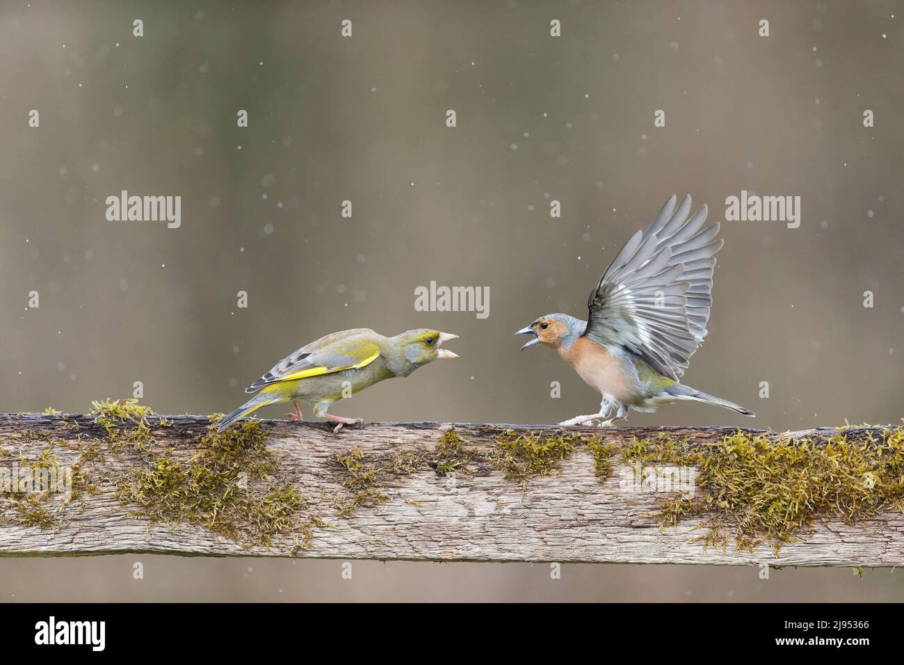European Greenfinch (Carduelis chloris) adulte mâle et chaffinch commun (Fringilla coelebs) adulte mâle luttant sur la clôture, Suffolk, Angleterre, avril Banque D'Images