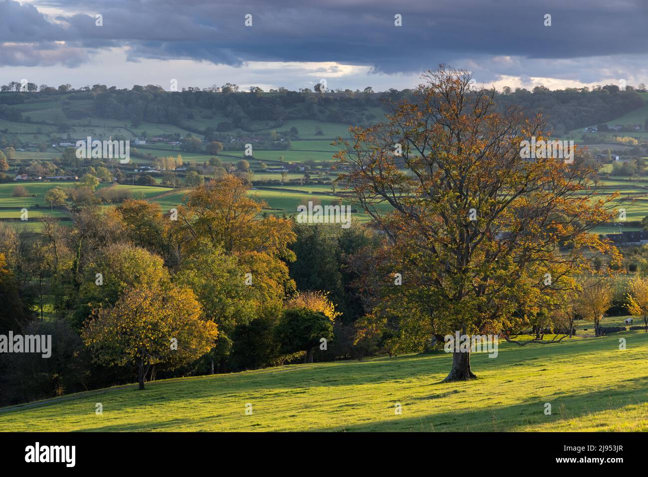 Couleurs d'automne Pilton, Somerset, Angleterre, Royaume-Uni Banque D'Images