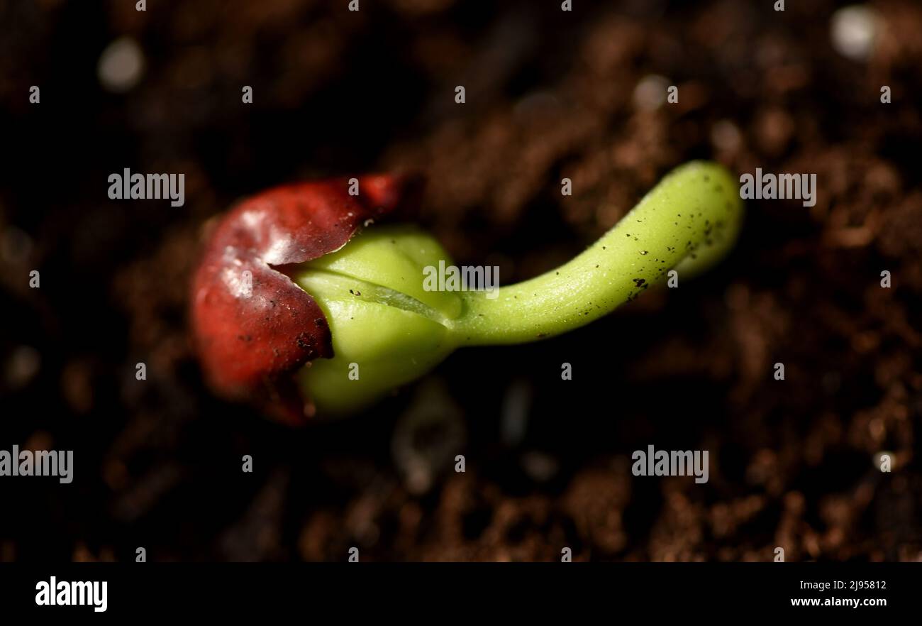 Un semis de germe pousse dans un petit pot de terre Banque D'Images