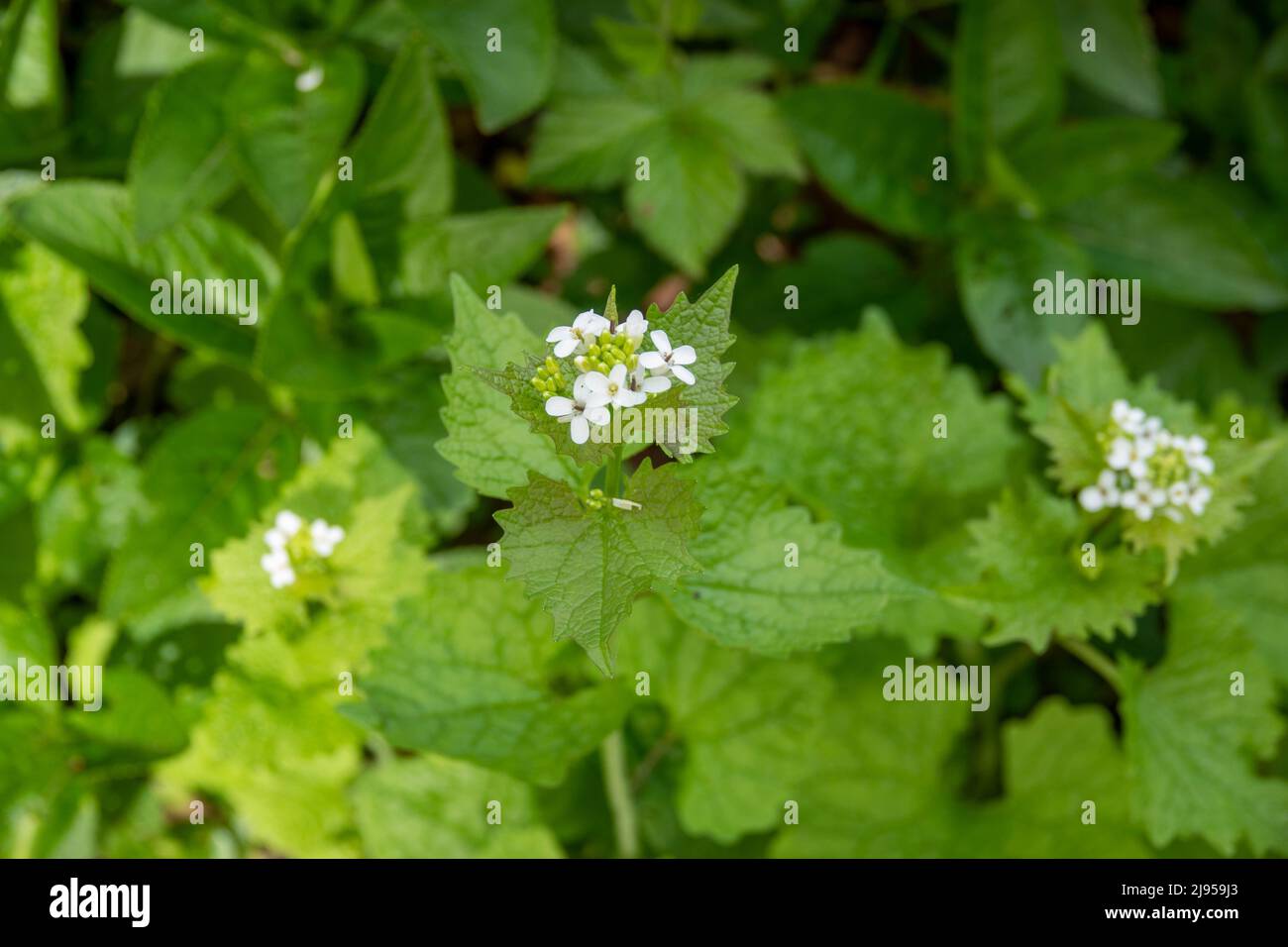 grappes de petites fleurs blanches et feuilles en forme de coeur de l'ail moutarde plante également connu sous le nom de jack par la haie Banque D'Images