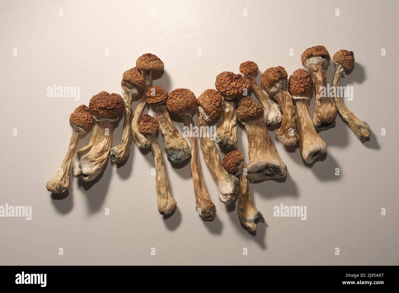 Plan journal de microdosage. Psilocybine séchée enseignant d'or, motif sur fond blanc. Psilocybe Cubensis, vue de dessus, fl Banque D'Images