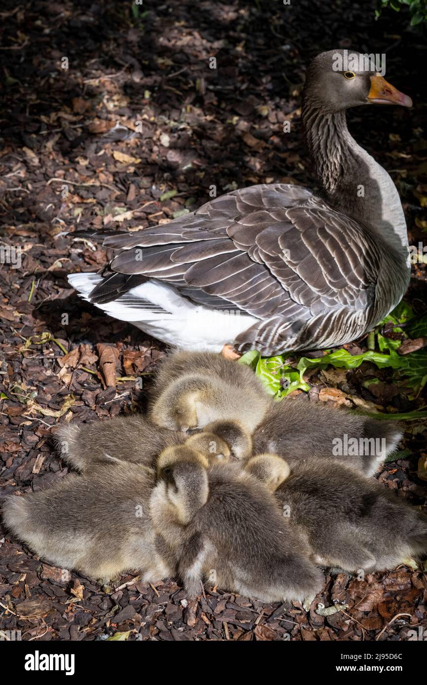 Londres, Royaume-Uni. 20 mai 2022. Météo au Royaume-Uni : un embrayage d'oies des Graylag (Anser Anser) des oisons dans le parc de St James's ensemble en dormant. Selon la RSPB, le grylag est le plus grand et le plus gros bulkion des oies sauvages indigènes du Royaume-Uni, avec 46 000 couples reproducteurs dans le pays. Credit: Stephen Chung / Alamy Live News Banque D'Images