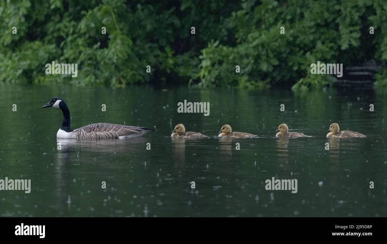 Quatre jeunes oisons de la Bernache du Canada doux suivent leur parent à travers un lac pluvieux dans le Kent, en Angleterre Banque D'Images