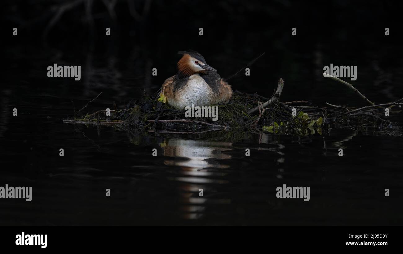 Une femelle Grand Grebe à crête (Podiceps cristatus) est assise sur son nid végétatif flottant sur un lac dans le Kent, en Angleterre Banque D'Images