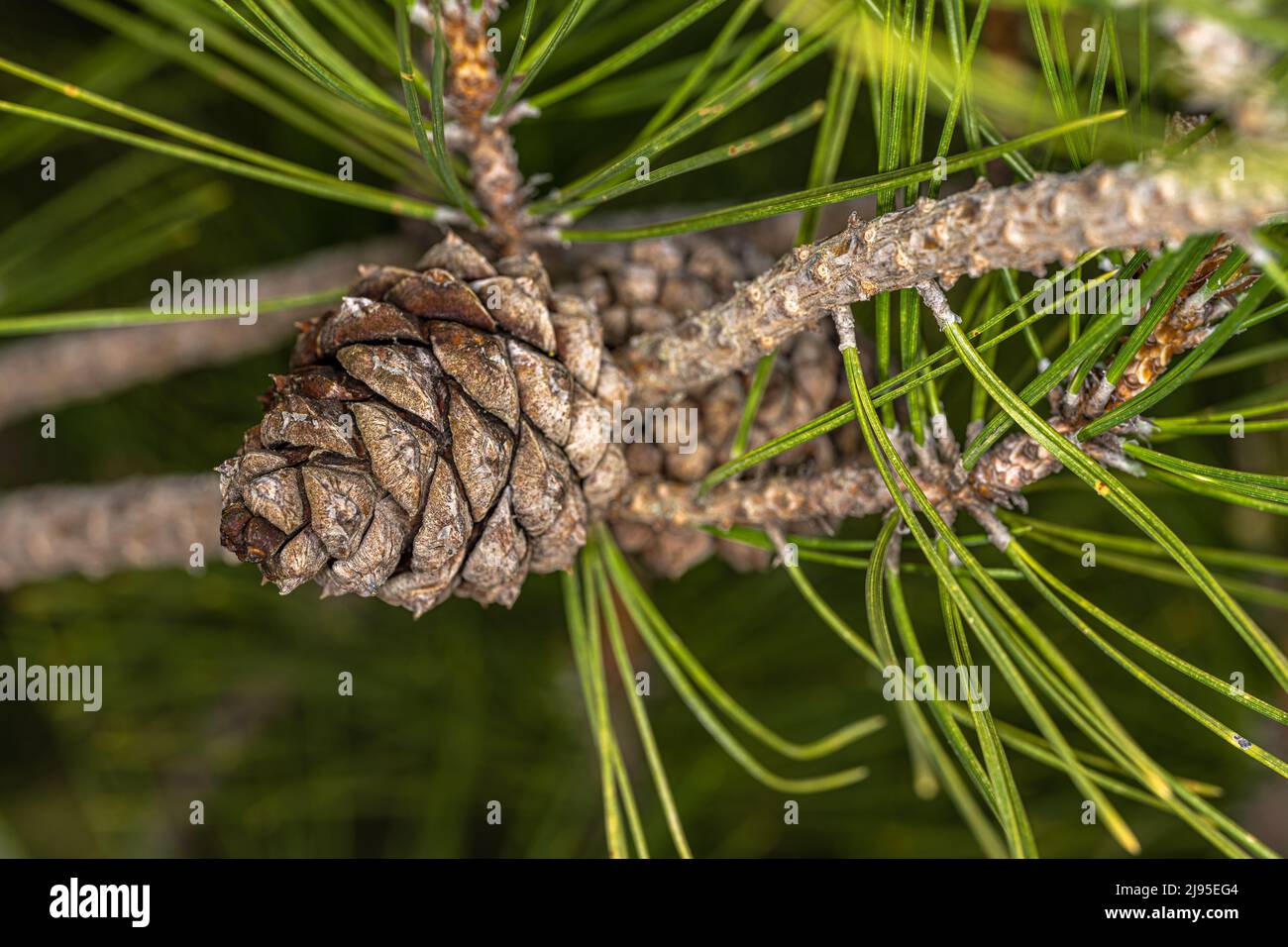 Cône de pin rouge chinois ou de pin de table (Pinus tabuliformis) Banque D'Images