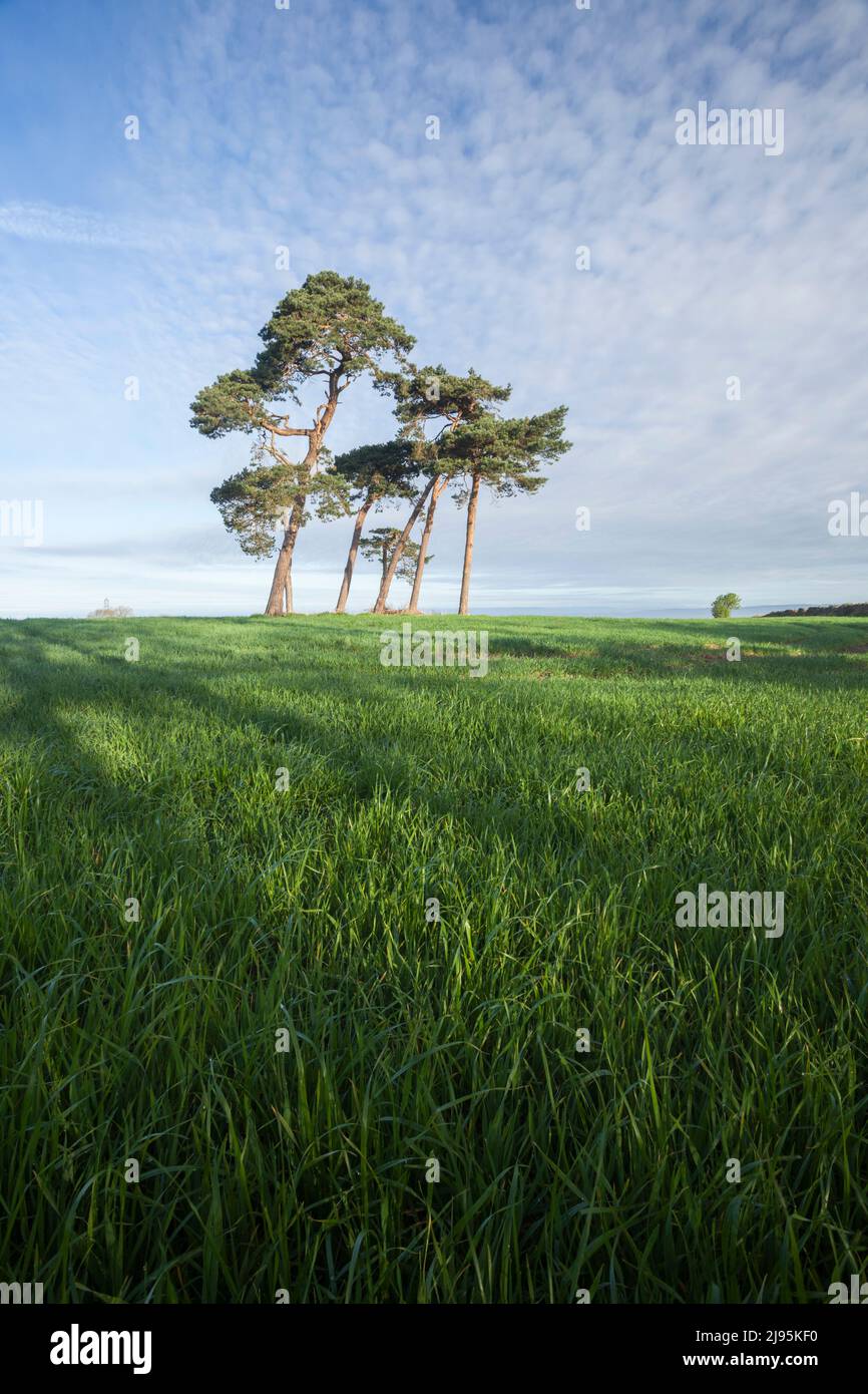 Un peuplement de pins écossais dans un champ agricole de croissance printanière fraîche. Somerset, Royaume-Uni. Banque D'Images