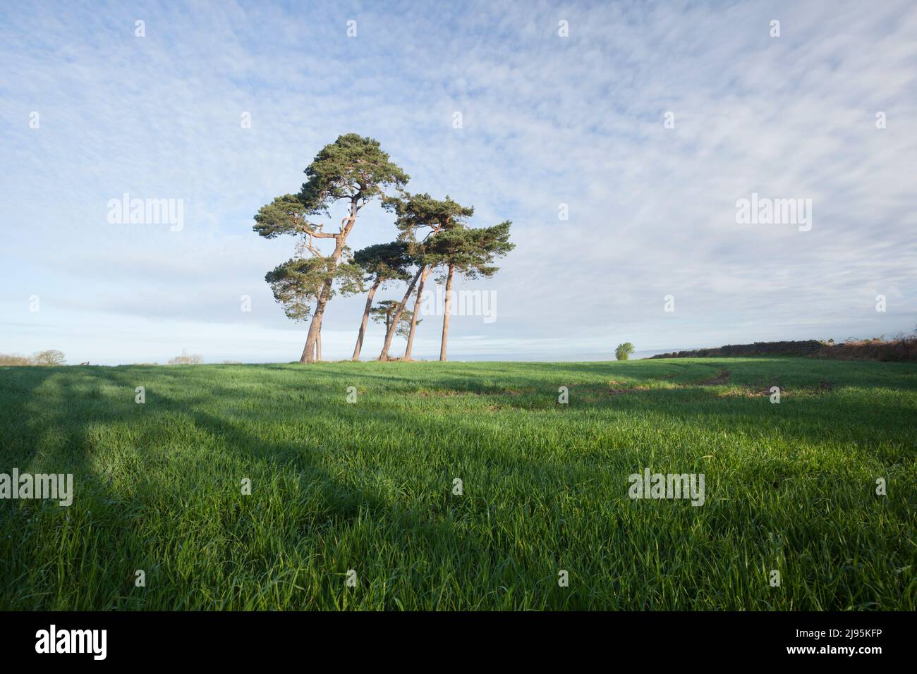 Un peuplement de pins écossais dans un champ agricole de croissance printanière fraîche. Somerset, Royaume-Uni. Banque D'Images