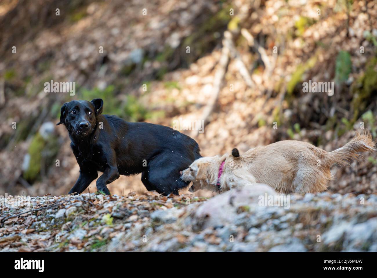Deux chiens qui jouent et chassent les uns les autres à l'extérieur par temps ensoleillé. Banque D'Images