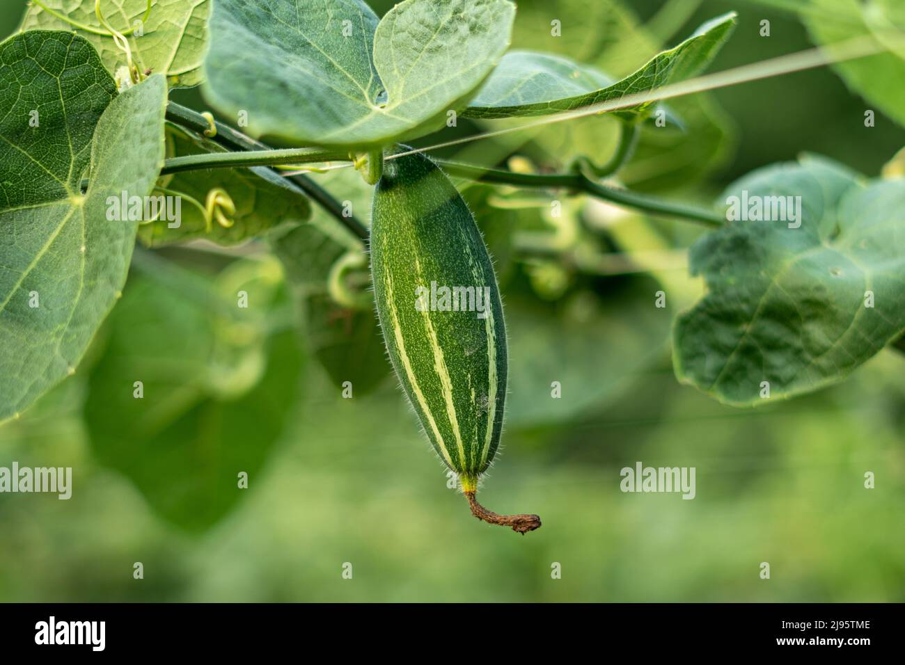 Close up of green Pointed gourde in vegetable garden Banque D'Images