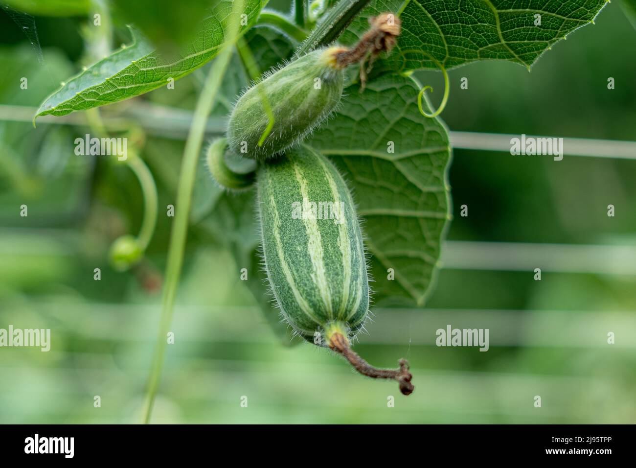 Close up of green Pointed gourde in vegetable garden Banque D'Images