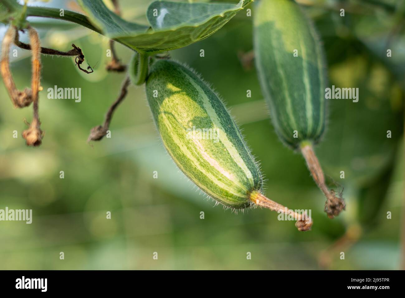 Close up of green Pointed gourde in vegetable garden Banque D'Images