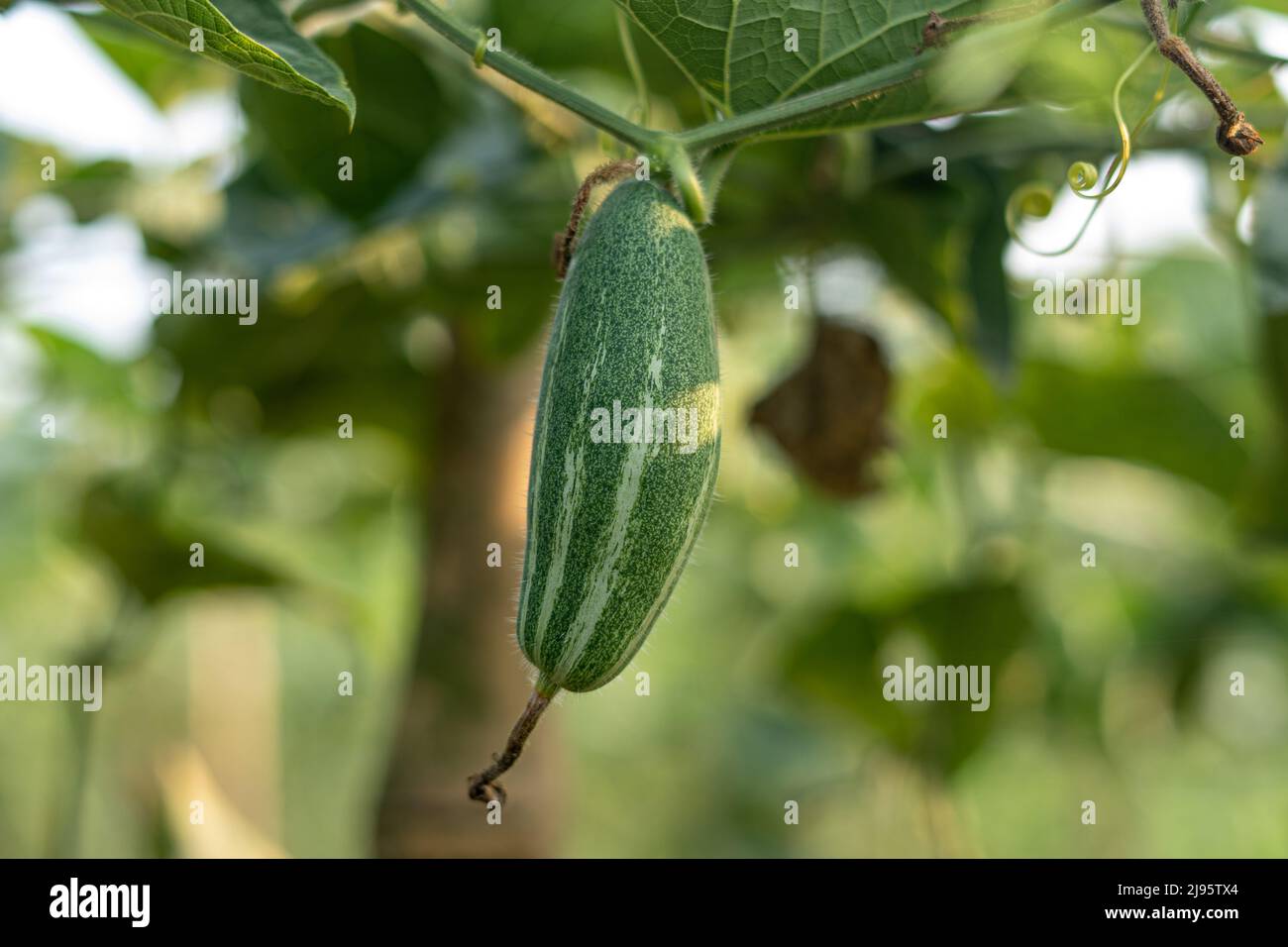 Close up of green Pointed gourde in vegetable garden Banque D'Images