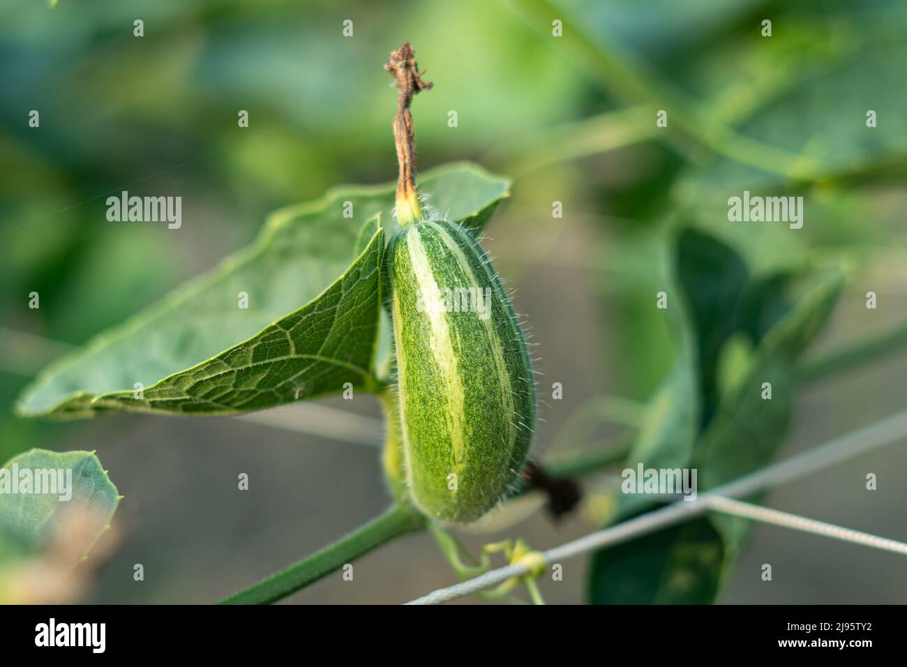 Close up of green Pointed gourde in vegetable garden Banque D'Images