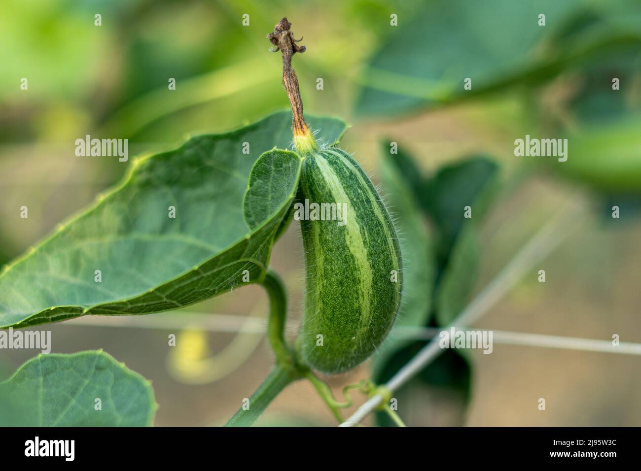 Close up of green Pointed gourde in vegetable garden Banque D'Images