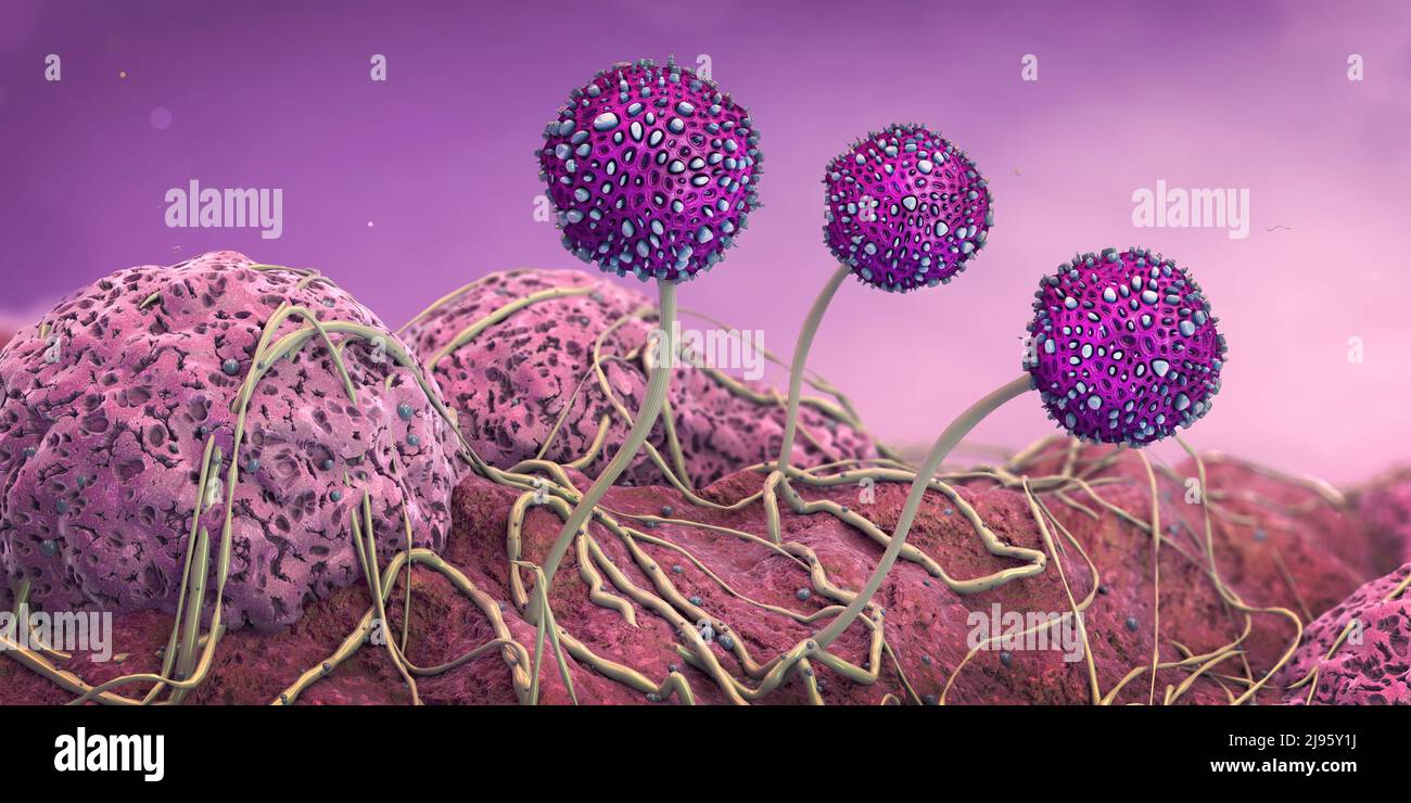 Gros plan microscopique du mildiou croissant - illustration 3D Banque D'Images