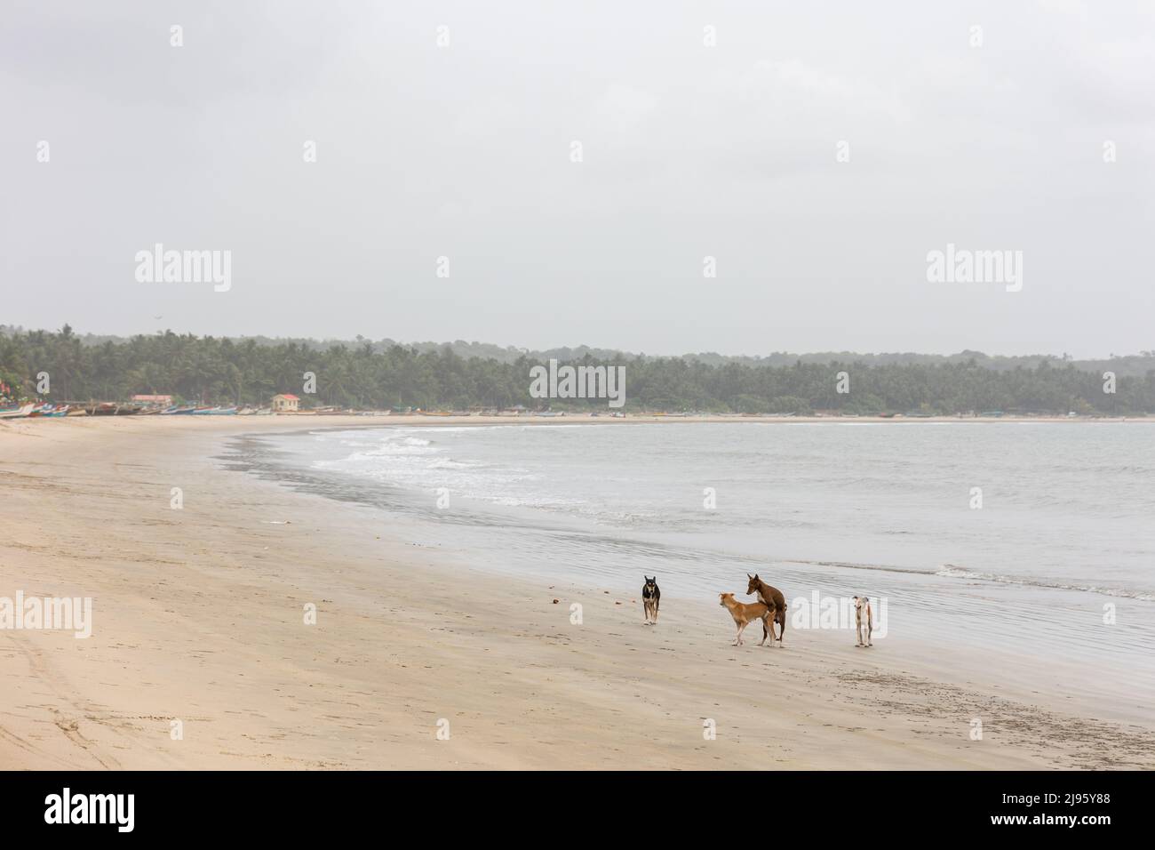Les chiens de rue se dressant et appréciant sur la plage Wayari Bhurnath, Malvan, Maharashtra, Inde Banque D'Images