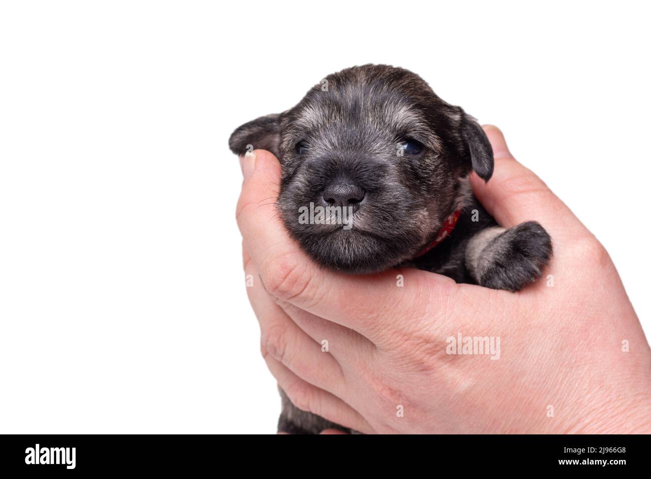 Un petit chiot nouveau-né sur la main du propriétaire. Portrait d'un petit chiot schnauzer miniature aveugle sur fond blanc. Soin des animaux. Journée nationale des chiots Banque D'Images