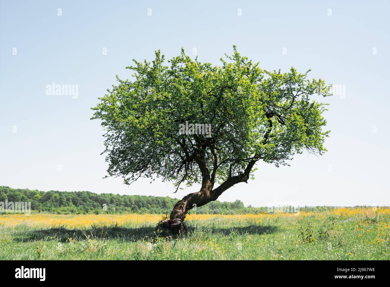 Seul arbre sur la prairie d'été avec des fleurs jaunes. Photographie de paysage Banque D'Images