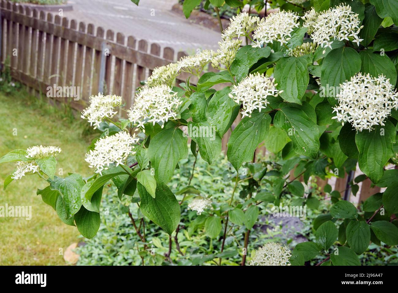 Wechselblättriger Hartriegel (Cornus alternifolia) - Zweige mit Blütendolden Banque D'Images