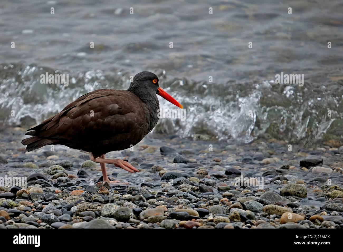 Un Oystercatcher noir marchant le long d'une plage de galets au bord de l'océan Pacifique, en Colombie-Britannique, au Canada. Banque D'Images