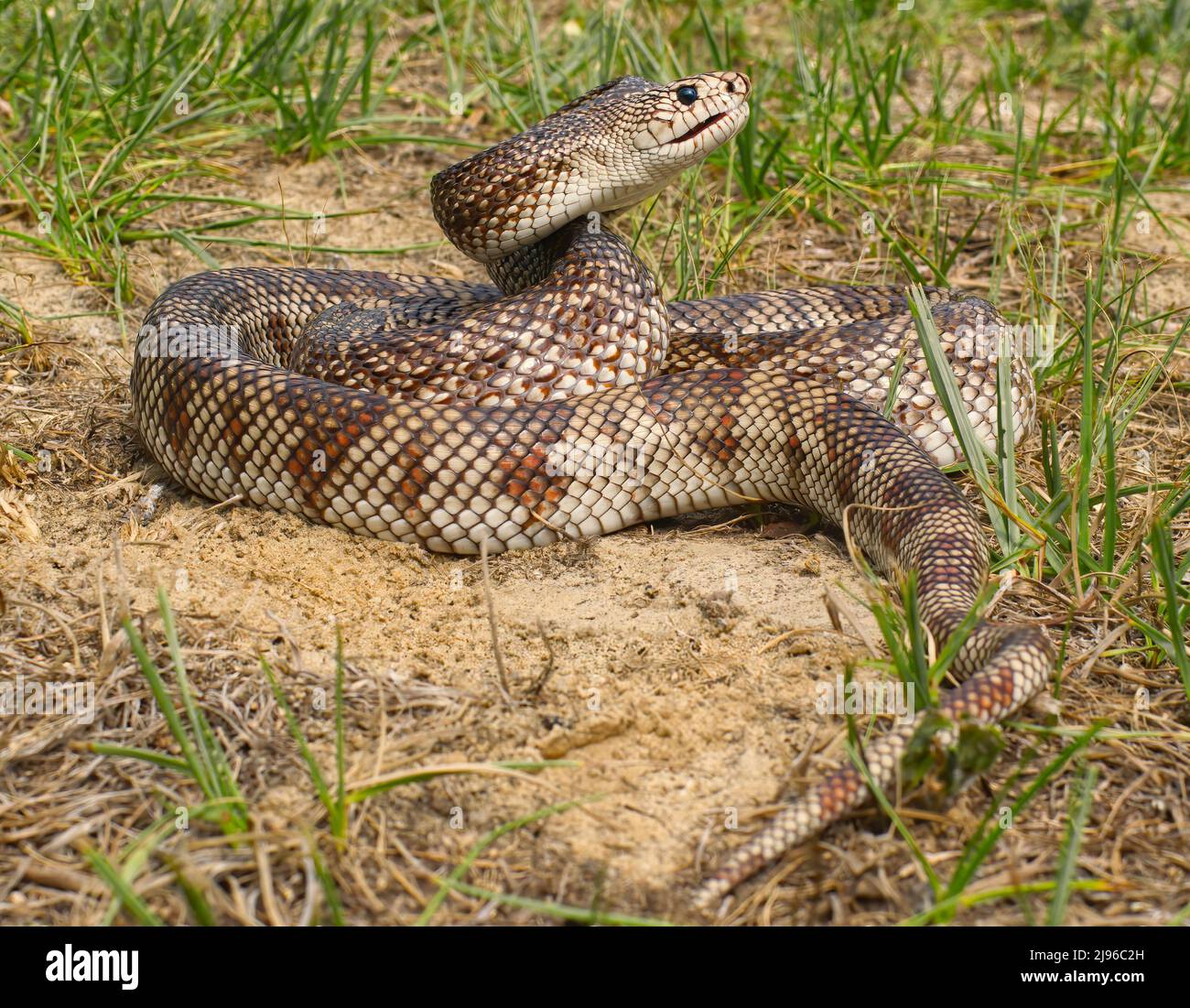 Serpent Des Pins Venimeux