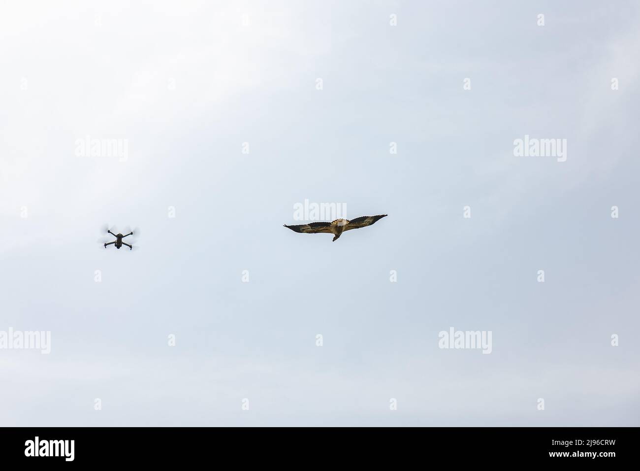 Un aigle sur le point d'attaquer un appareil photo de drone volant Banque D'Images