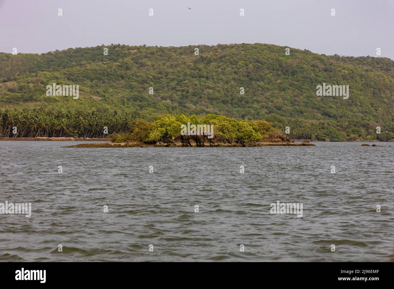 Vue sur une petite île couverte de mangroves au milieu de la rivière Karli Banque D'Images