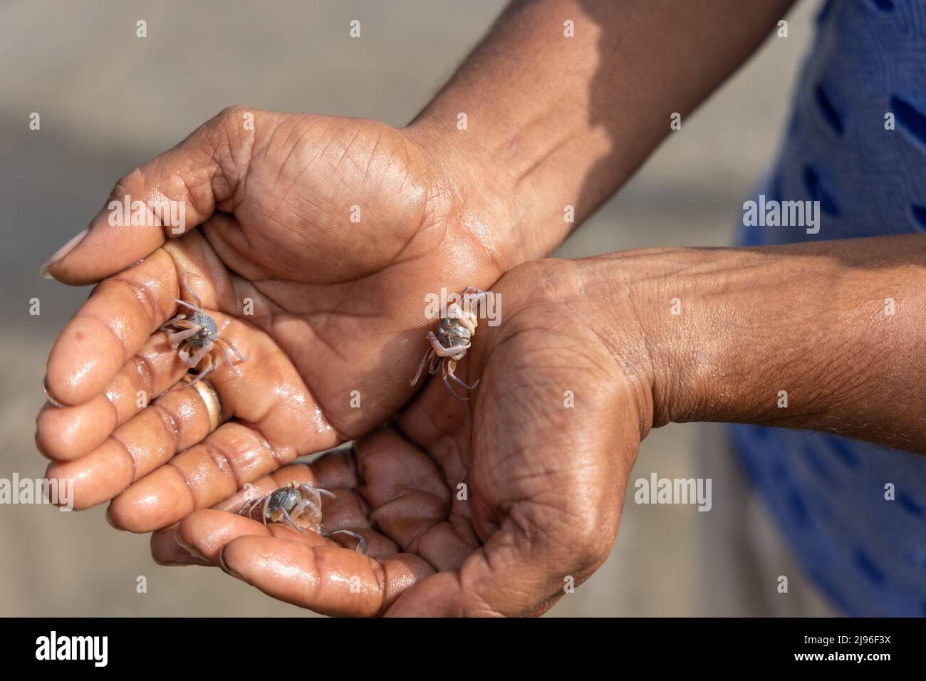 Crabes de barboteur de sable pris dans la main humaine. Banque D'Images