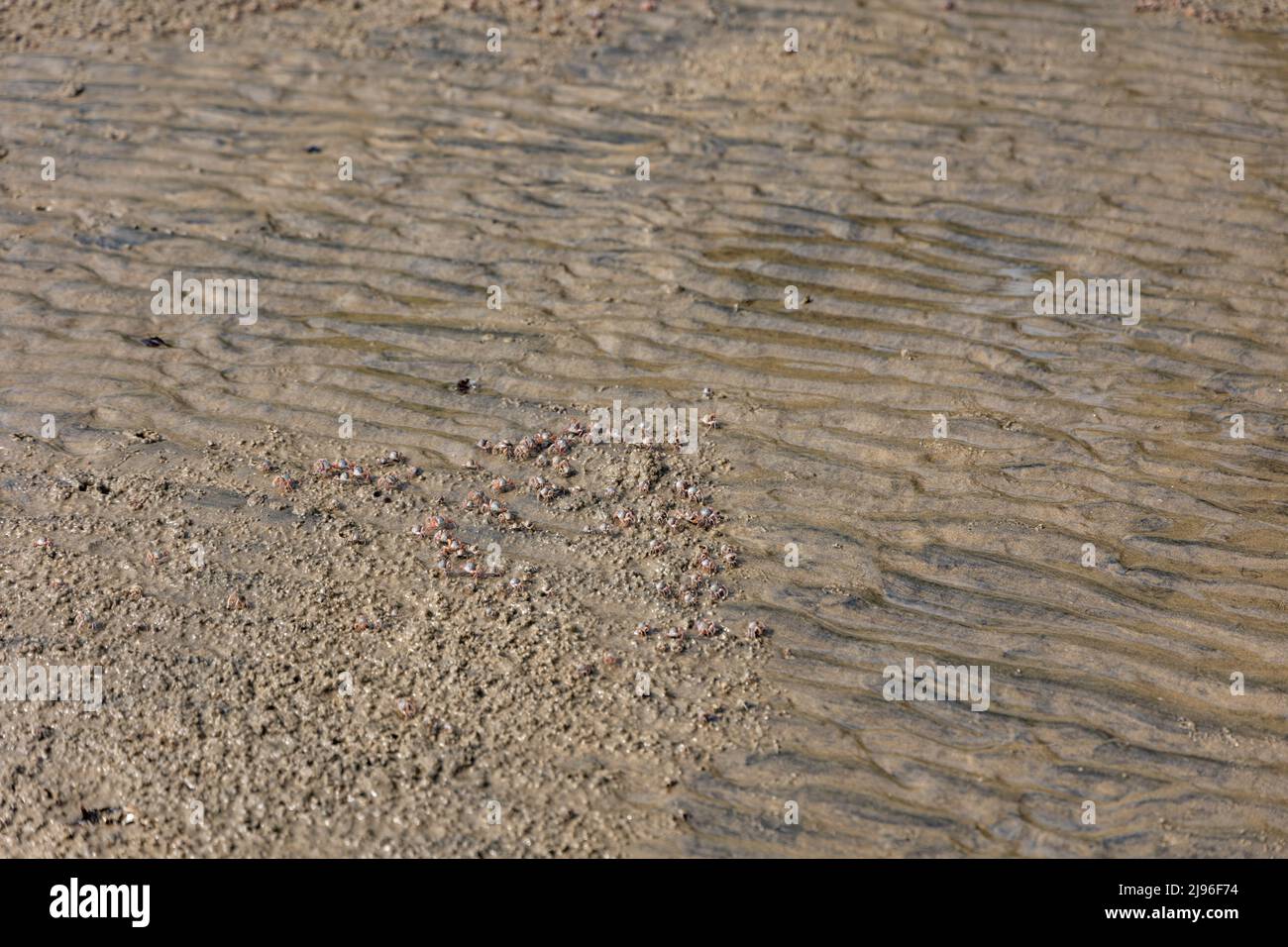 Groupe de crabes de sable bubbler sur les rives de la rivière Karli Banque D'Images