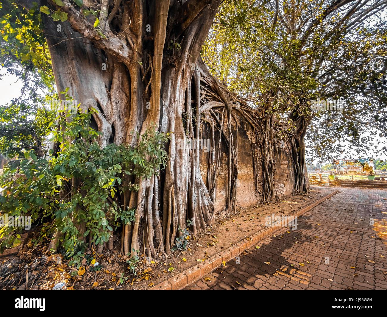 La ruine du temple de Wat Sai est couverte par les racines des arbres banyan, à Sing Buri, en Thaïlande Banque D'Images