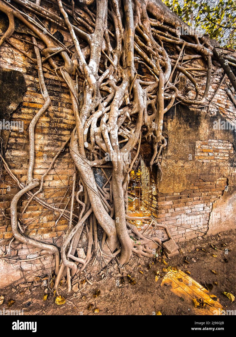 La ruine du temple de Wat Sai est couverte par les racines des arbres banyan, à Sing Buri, en Thaïlande Banque D'Images