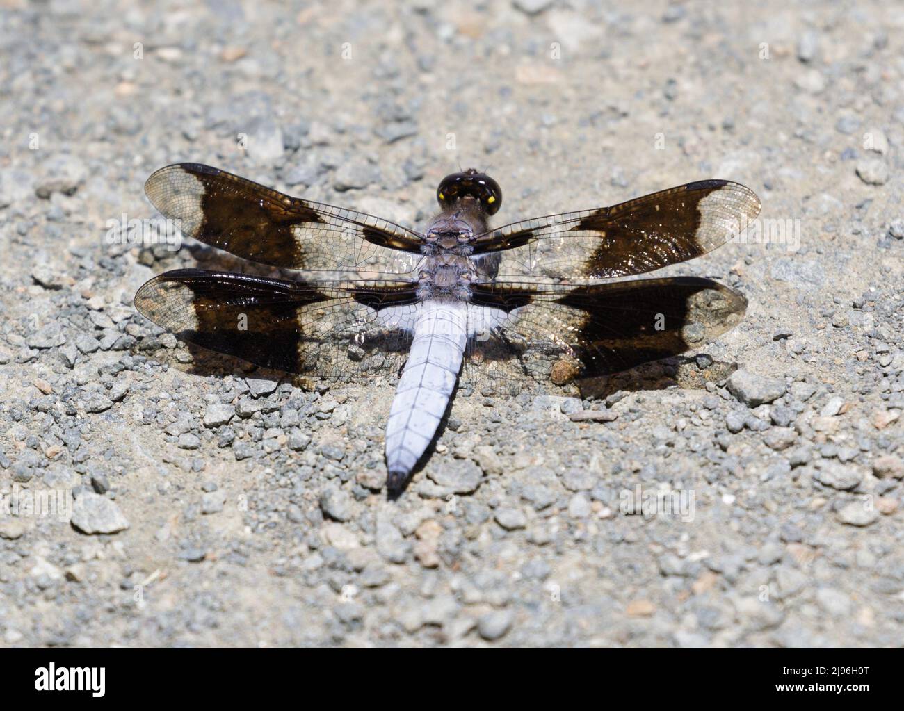 Libellule à la caille blanche commune adulte mâle perché sur la piste. Foothills Park, comté de Santa Clara, Californie, États-Unis. Banque D'Images