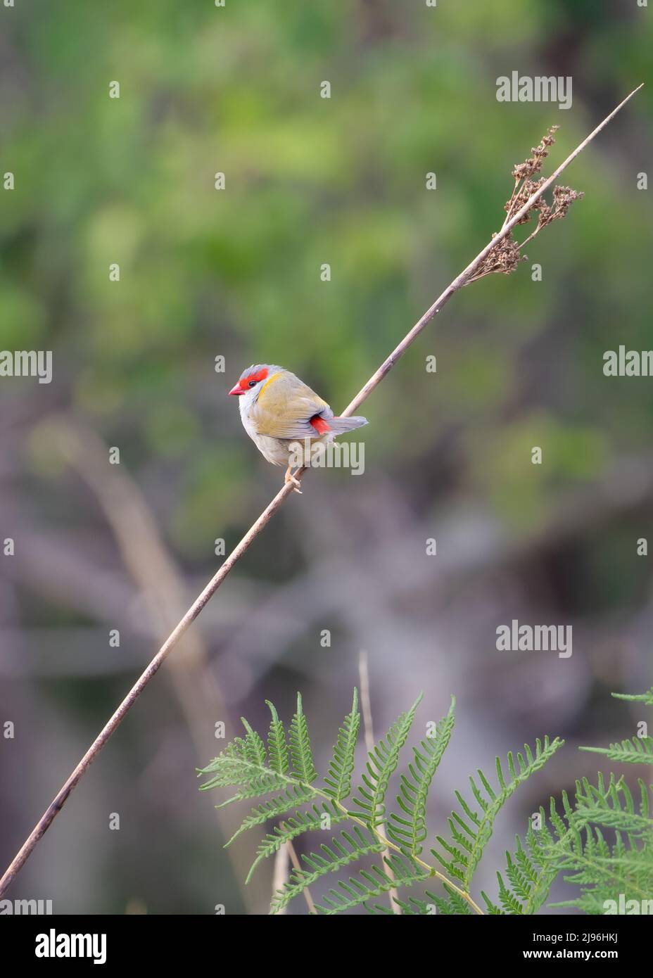Un finch brun rouge (Neochmia temporalis) perché sur une tige d'herbe séchée diagonale isolée Banque D'Images