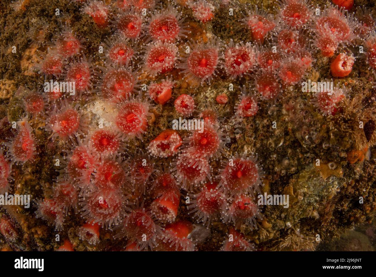 Une colonie d'anémones de fraise (Corynactis californica) sur le plancher océanique du Pacifique, dans la baie de Monterey, en Californie, en Amérique du Nord. Banque D'Images