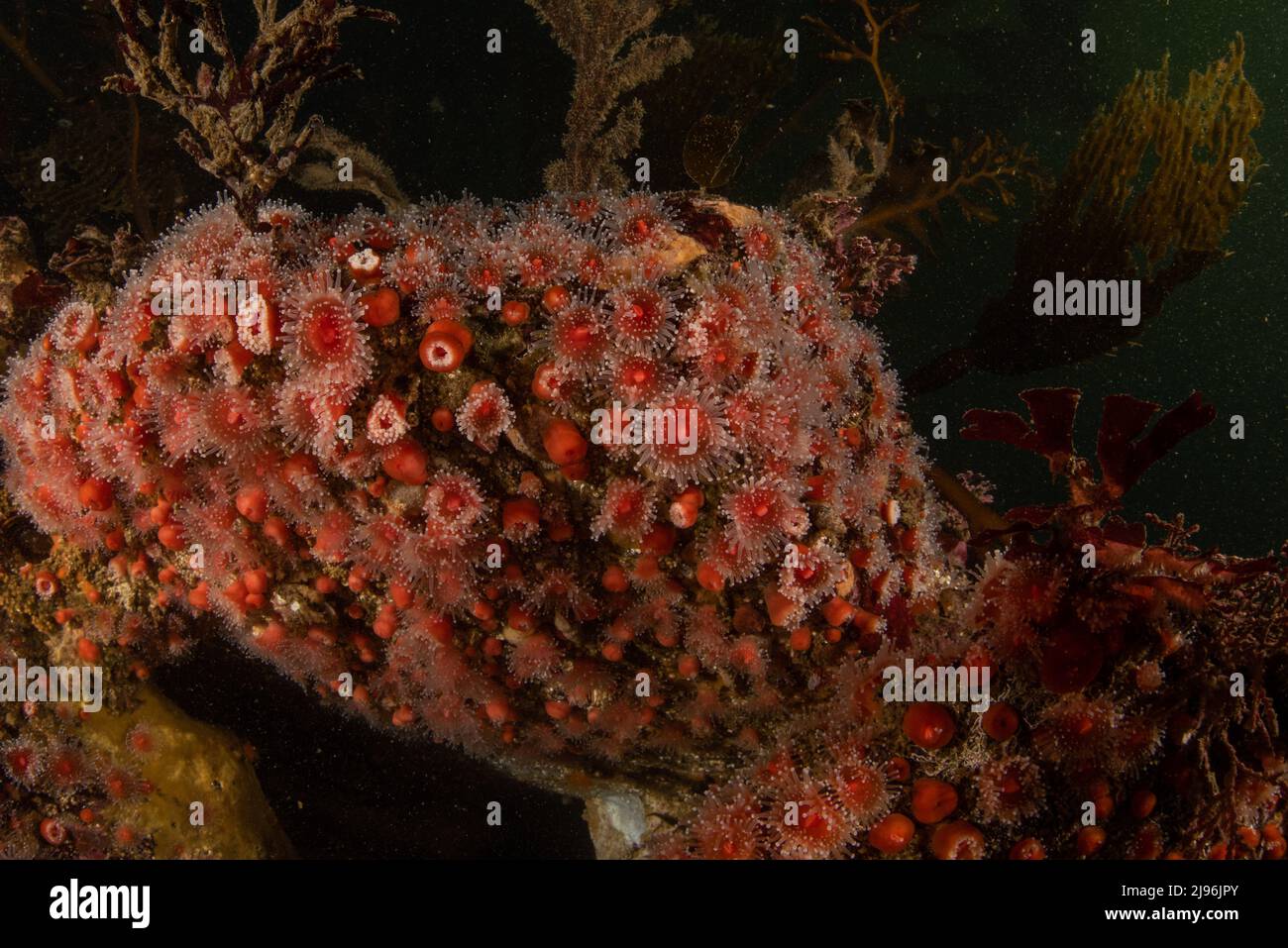 Une colonie d'anémones de fraise (Corynactis californica) sur le plancher océanique du Pacifique, dans la baie de Monterey, en Californie, en Amérique du Nord. Banque D'Images