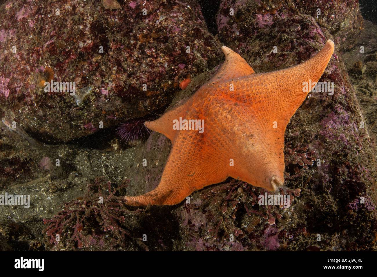 Une étoile de chauve-souris (Patiria miniata) sur le plancher de l'océan Pacifique, dans la baie de Monterey, en Californie, en Amérique du Nord. Banque D'Images