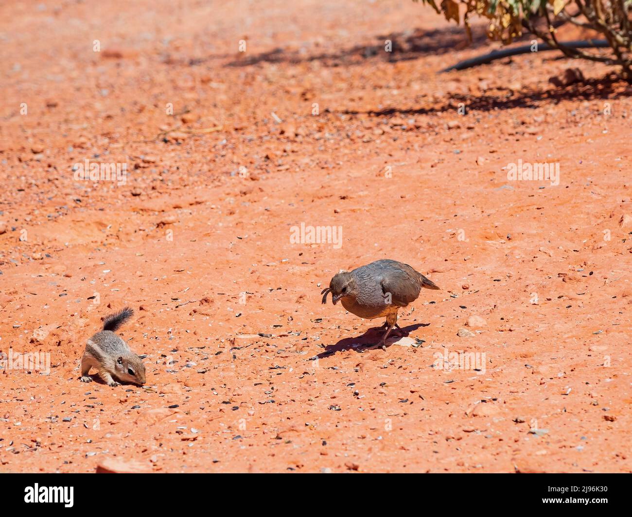 Gros plan d'un écureuil et d'un caille dans le parc national de la Vallée de feu au Nevada Banque D'Images