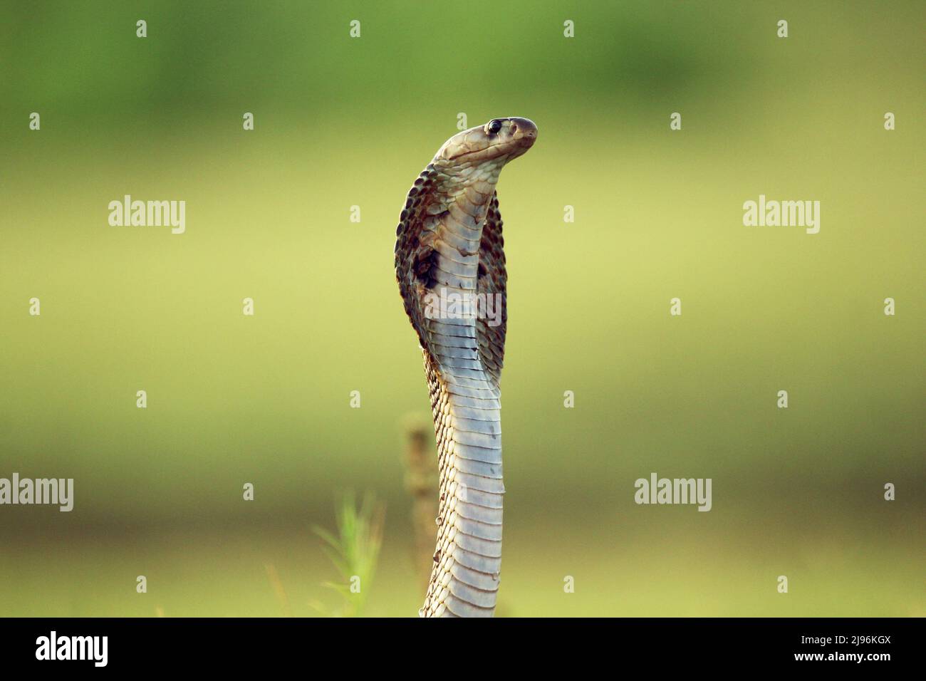 Le cobra indien, également connu sous le nom de cobra spectaculaire, cobra asiatique, ou cobra binocellate, est une espèce du genre Naja trouvé, en Inde, au Pakistan. Banque D'Images