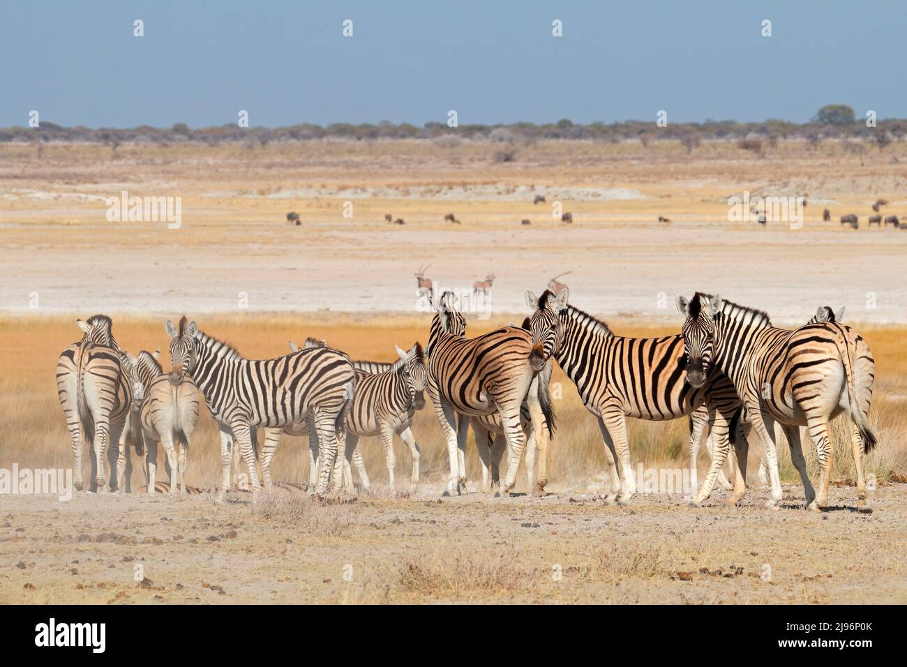 Les zèbres des plaines (Equus burchelli) dans l'habitat naturel, Etosha National Park, Namibie Banque D'Images