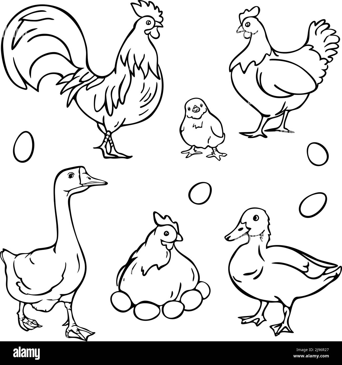 Illustration vectorielle avec collection de volaille. Coq, poule, canard, oie, poussin et œufs. Illustration de Vecteur